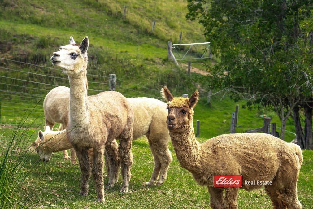 949 Tipperary Road, Tipperary via, Gloucester, NSW, 2422 - Image 29