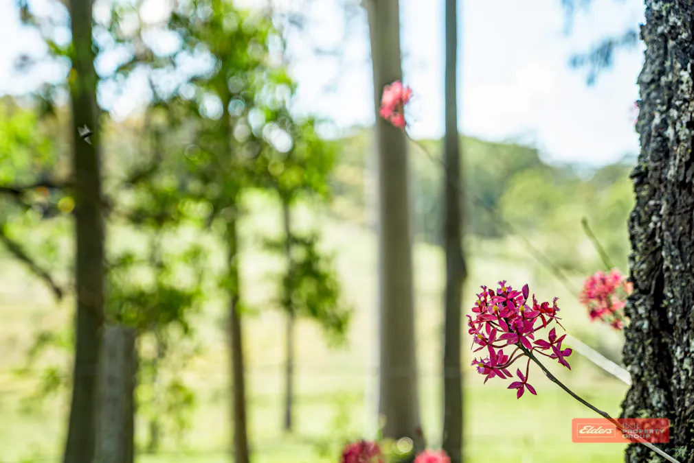 Lot 2/1811 Booral Road, Girvan, NSW, 2425 - Image 9