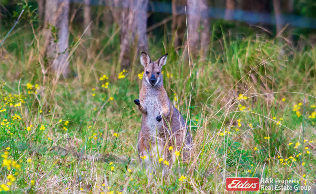 4 Bede Street, Stroud, NSW, 2425 - Image 26