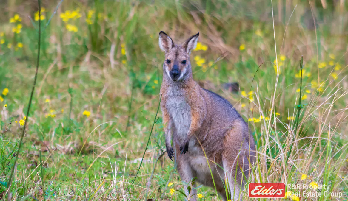 4 Bede Street, Stroud, NSW, 2425 - Image 33