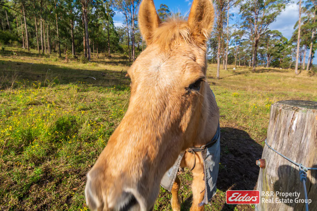 4 Bede Street, Stroud, NSW, 2425 - Image 20