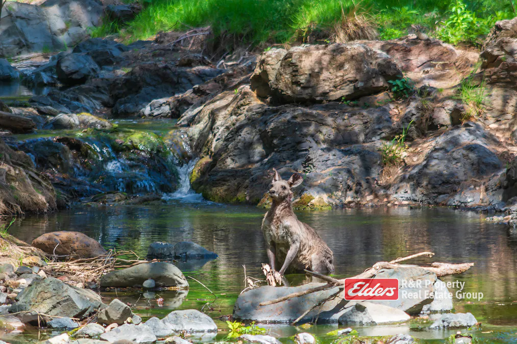 2241 Curricabark Road, Dewitt, NSW, 2422 - Image 18