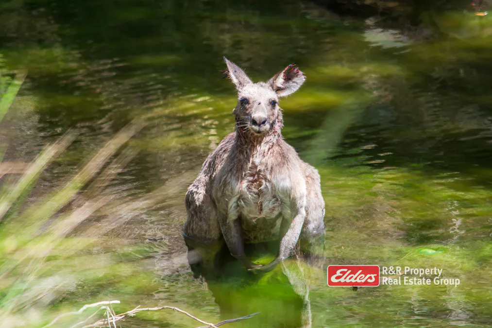 2241 Curricabark Road, Dewitt, NSW, 2422 - Image 19