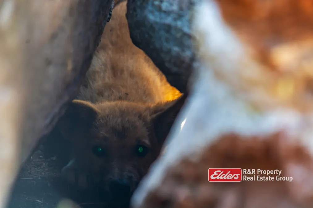 2241 Curricabark Road, Dewitt, NSW, 2422 - Image 21