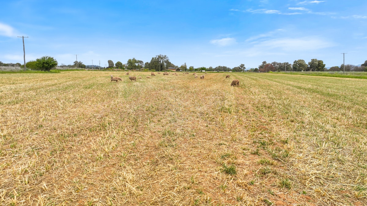 1151 Manilla Road, Tamworth, NSW, 2340 - Image 15