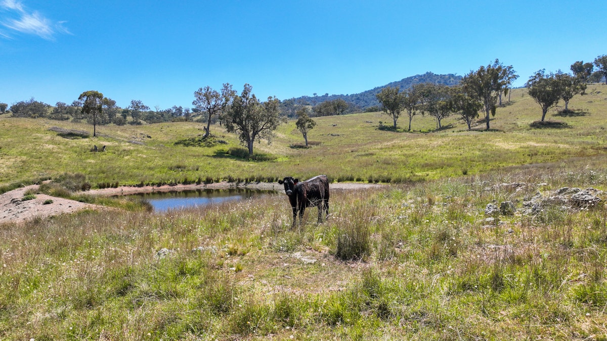 669 Linton Road, Barraba, NSW, 2347 - Image 15