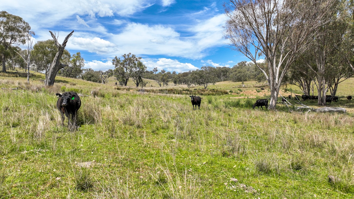 669 Linton Road, Barraba, NSW, 2347 - Image 17