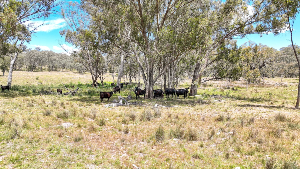 669 Linton Road, Barraba, NSW, 2347 - Image 18