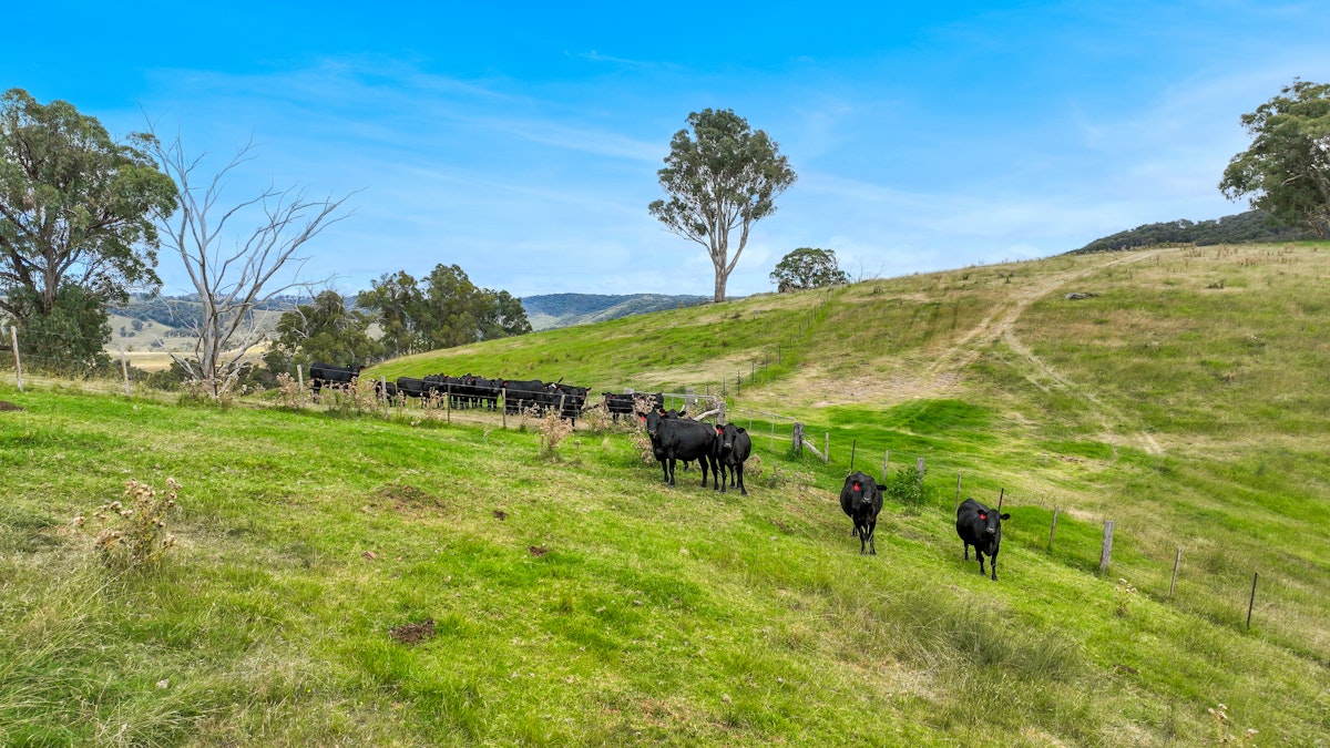 830 Weabonga Road, Weabonga, NSW, 2340 - Image 9