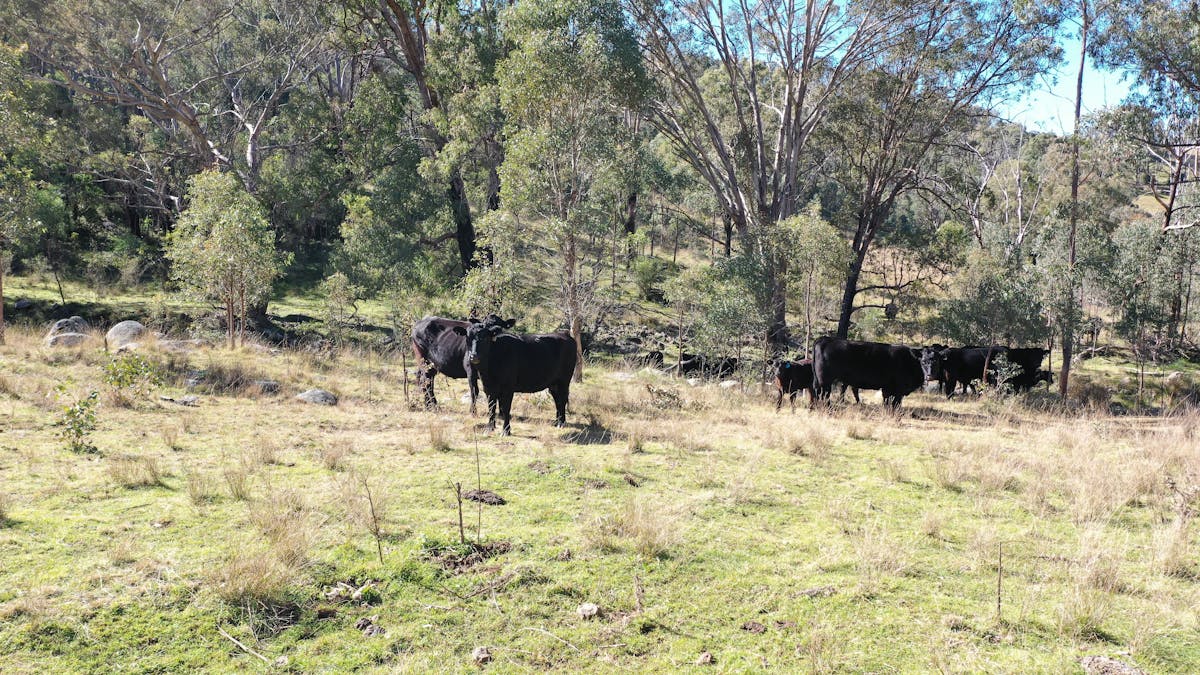 1022 Danglemah Road, Limbri, NSW, 2352 - Image 10