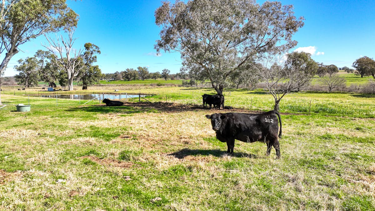 442 Warral Road, Tamworth, NSW, 2340 - Image 15