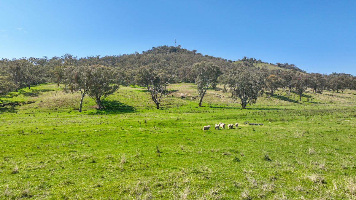 20 Duncan Street, Woolomin, NSW, 2340 - Image 5