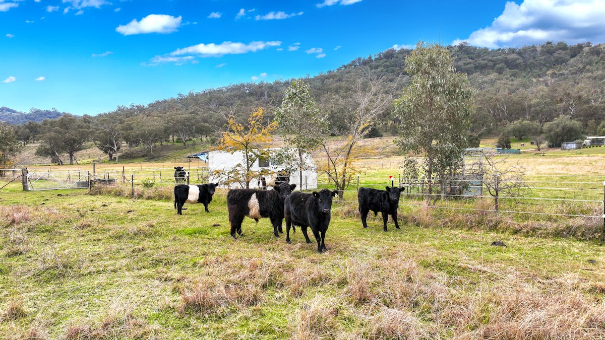 38-50 Monro Street, Woolomin, NSW, 2340 - Image 19