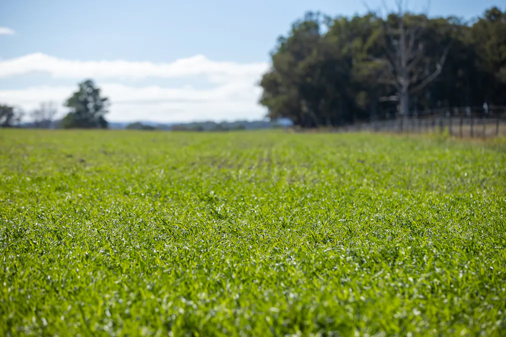 700 Oaklands Road Yarrowitch Valley Via, Walcha, NSW, 2354 - Image 12