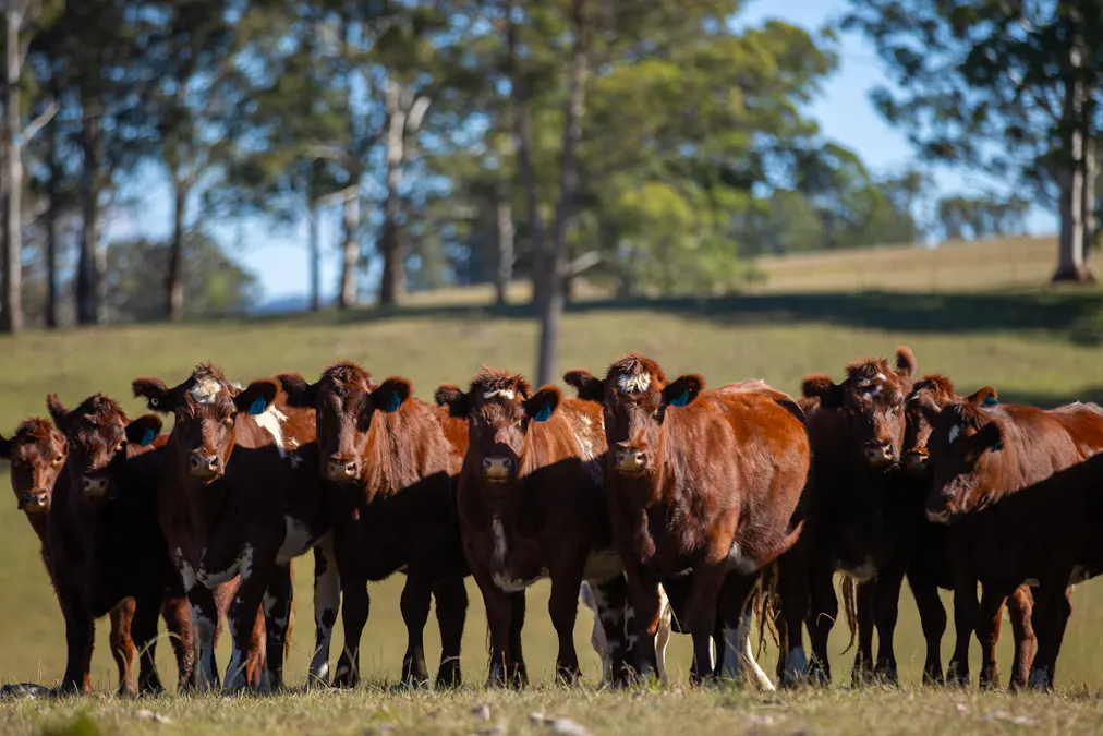 700 Oaklands Road Yarrowitch Valley Via, Walcha, NSW, 2354 - Image 28