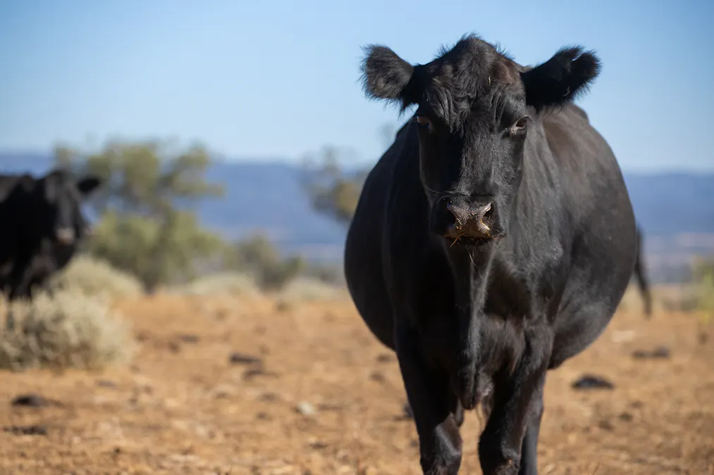 823 Eulourie Road, Bingara, NSW, 2404 - Image 22