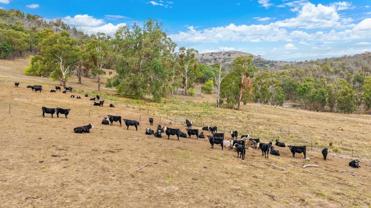 2337 Danglemah Road, Woolbrook, NSW, 2354 - Image 12