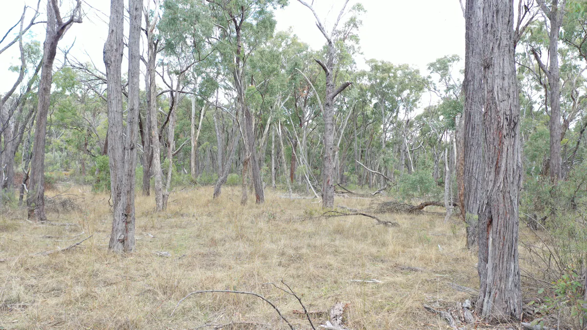 Lot 3 Halls Creek Road, Halls Creek, NSW, 2346 - Image 2