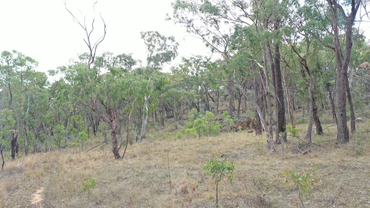 Lot 3 Halls Creek Road, Halls Creek, NSW, 2346 - Image 5