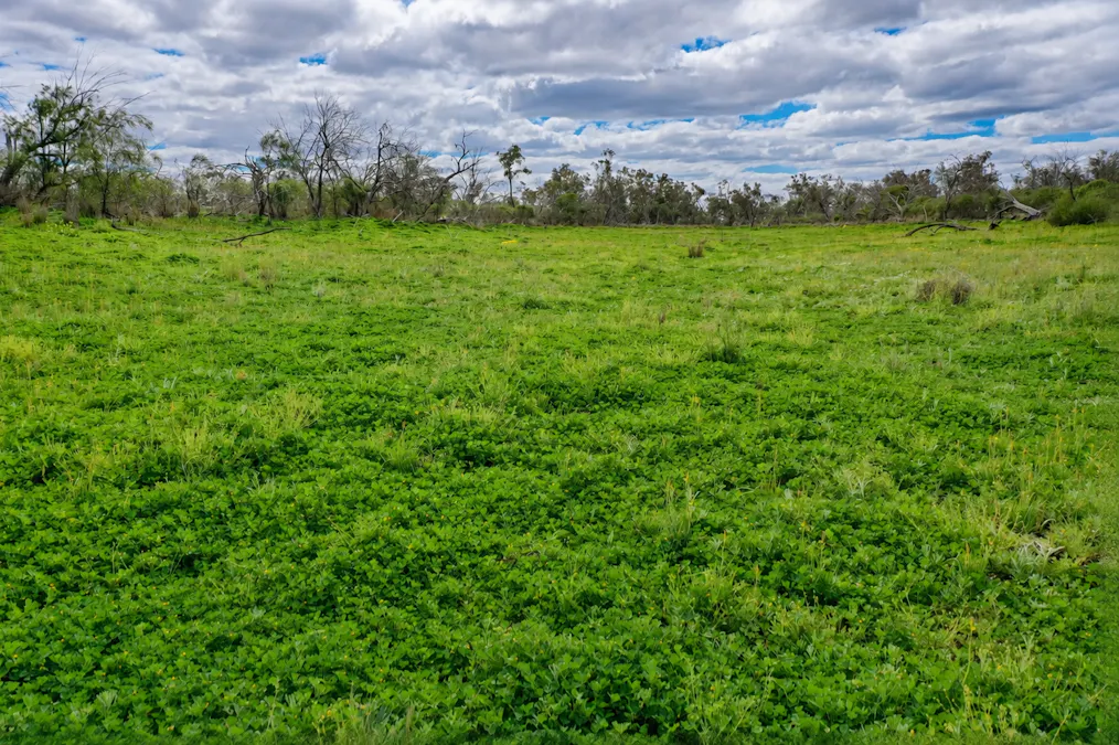 2906 Wilby Wilby Road, Cumborah, NSW, 2832 - Image 8