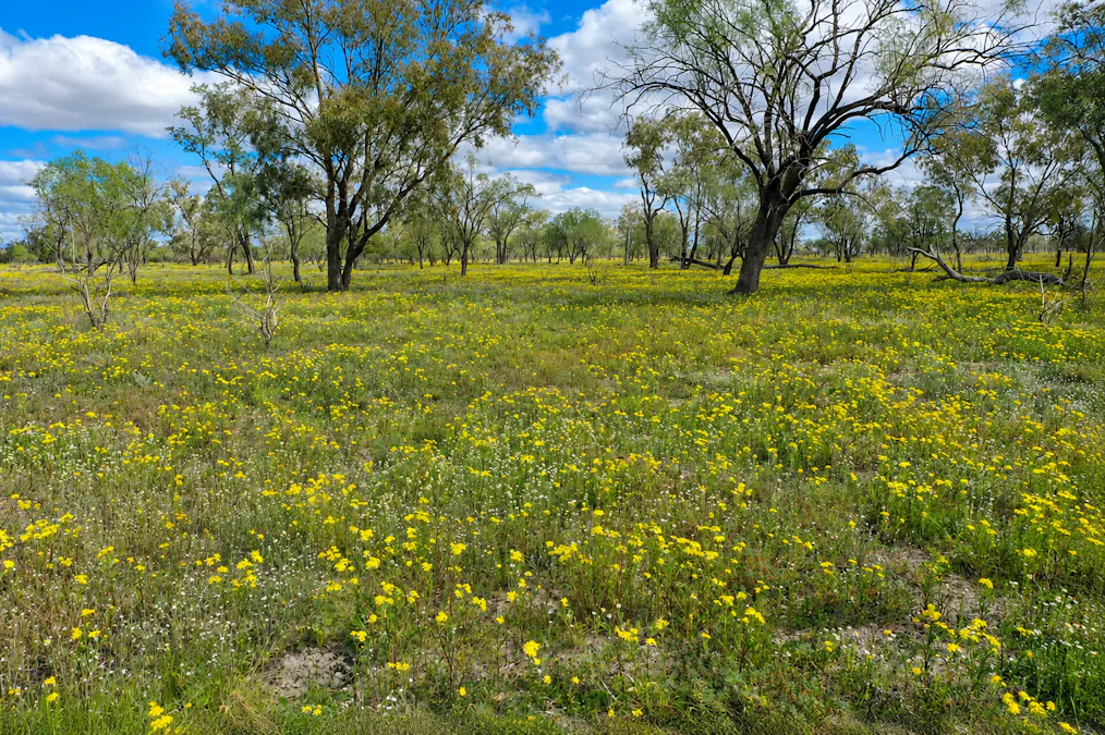 2906 Wilby Wilby Road, Cumborah, NSW, 2832 - Image 5