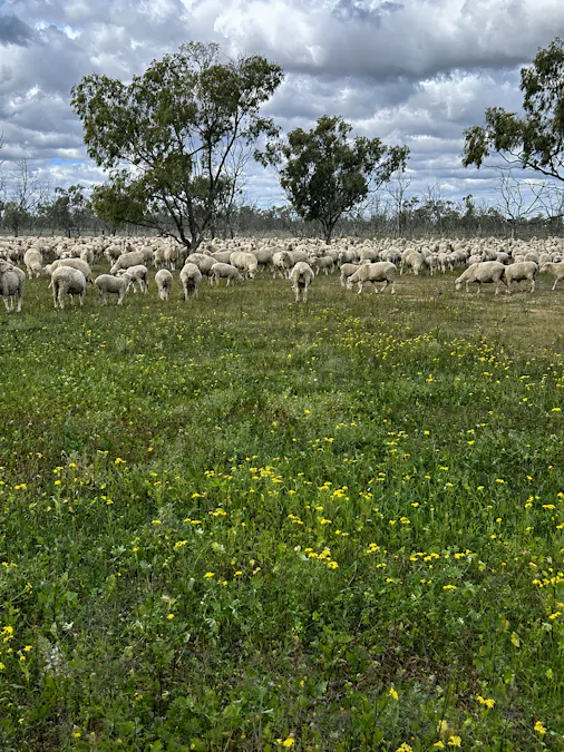 2906 Wilby Wilby Road, Cumborah, NSW, 2832 - Image 14
