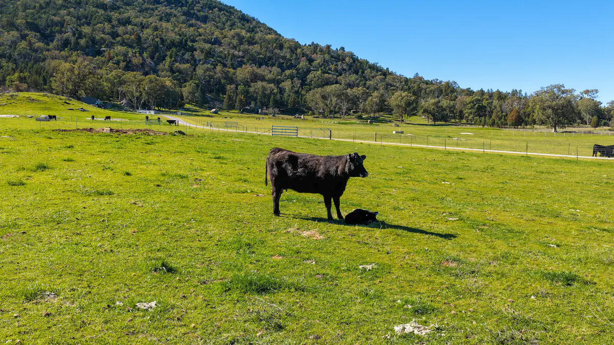 1519 Upper Moore Creek Road, Tamworth, NSW, 2340 - Image 20