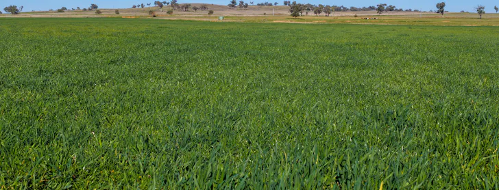 387 Soldiers Settlement Road, Tamworth, NSW, 2340