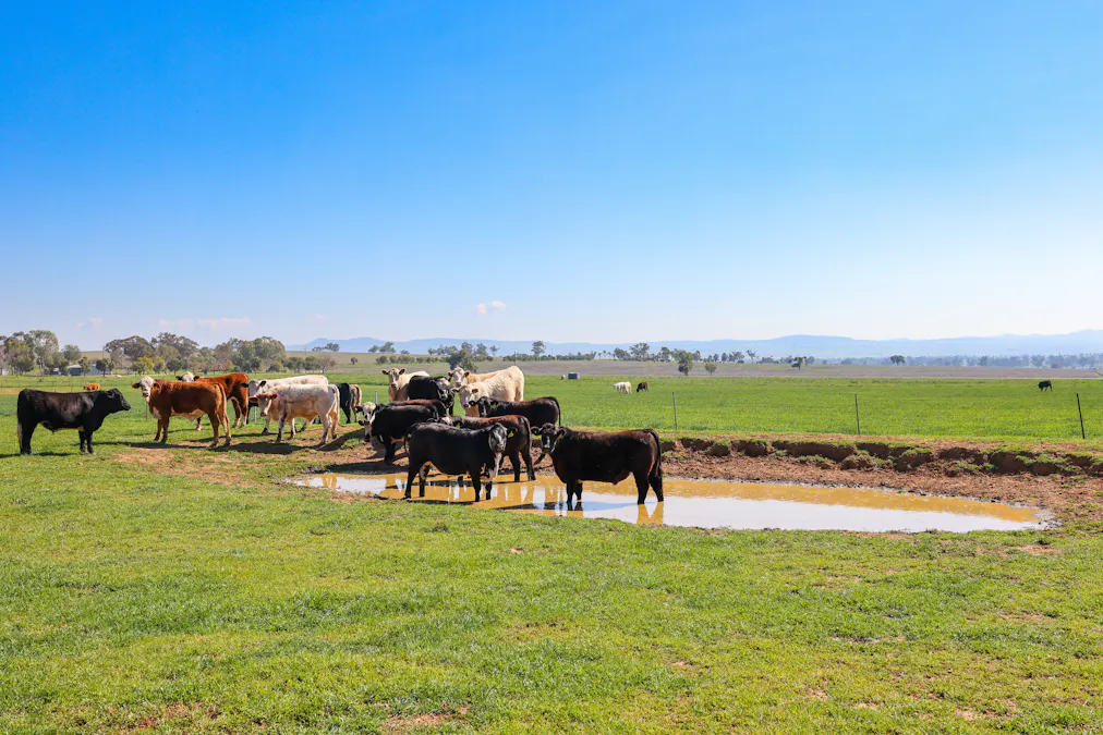 387 Soldiers Settlement Road, Tamworth, NSW, 2340 - Image 17