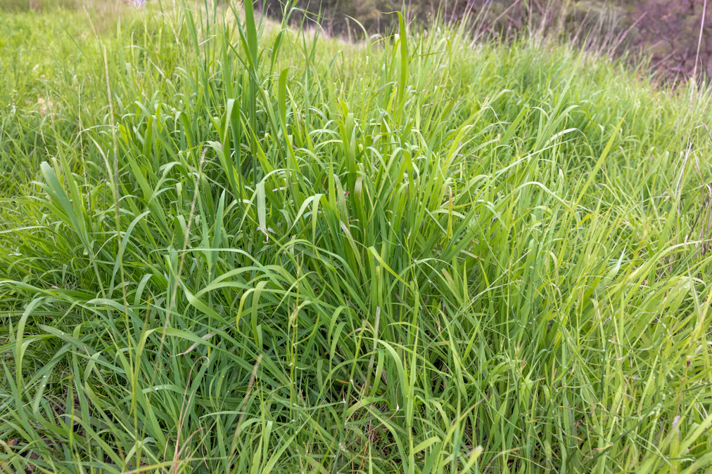 1102 Woodburn Emello Road, Barraba, NSW, 2347 - Image 10