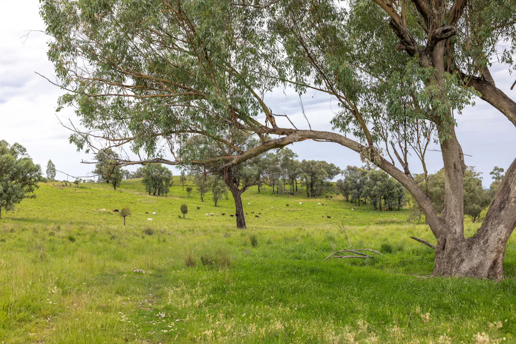 1102 Woodburn Emello Road, Barraba, NSW, 2347 - Image 6