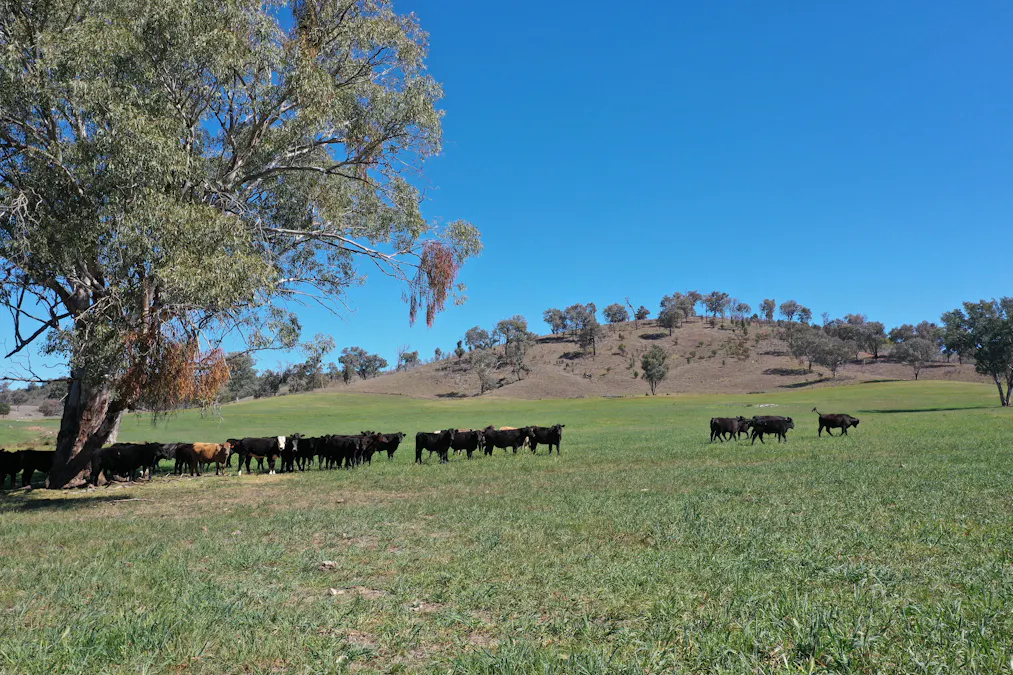 1102 Woodburn Emello Road, Barraba, NSW, 2347 - Image 23