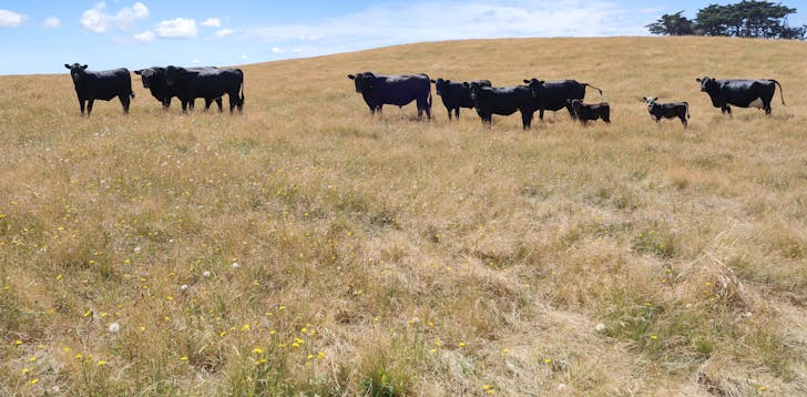 Lot 2/107 Cooks Road, Thorpdale, VIC, 3835 - Image 1