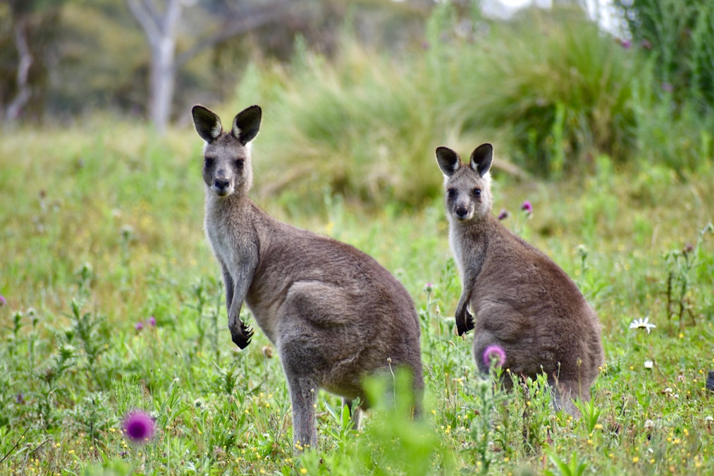 Lot/129 Sheepstation Forest Road, Oberon, NSW, 2787 - Image 12