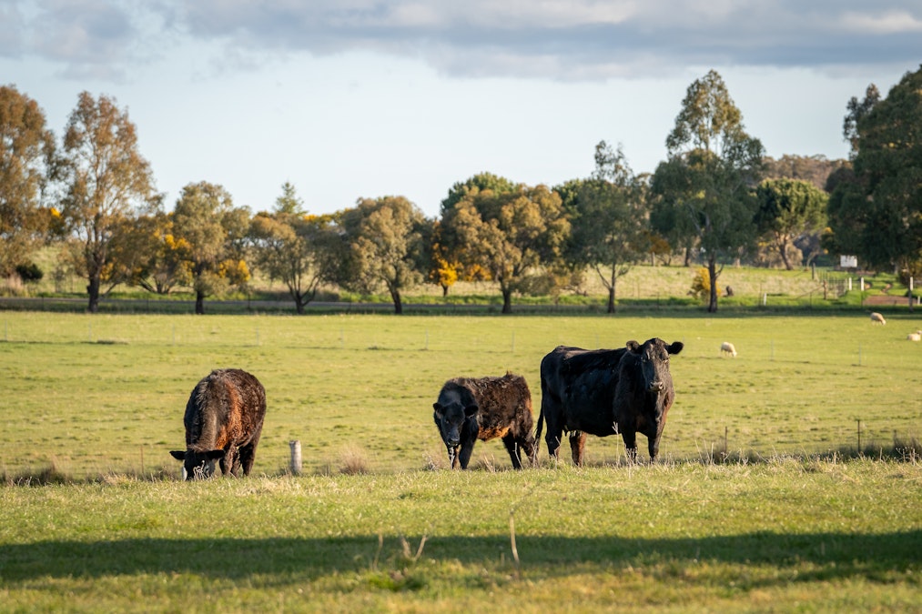 8 Carbine Road, Forest Reefs, NSW, 2798 - Image 12