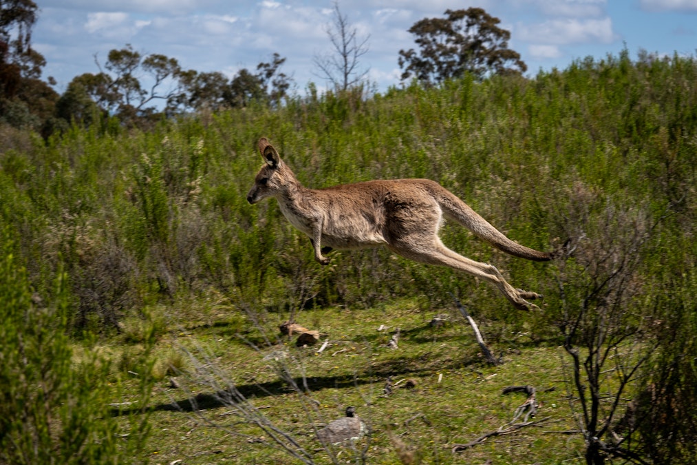 309 Andersons Road, Hill End, NSW, 2850 - Image 15