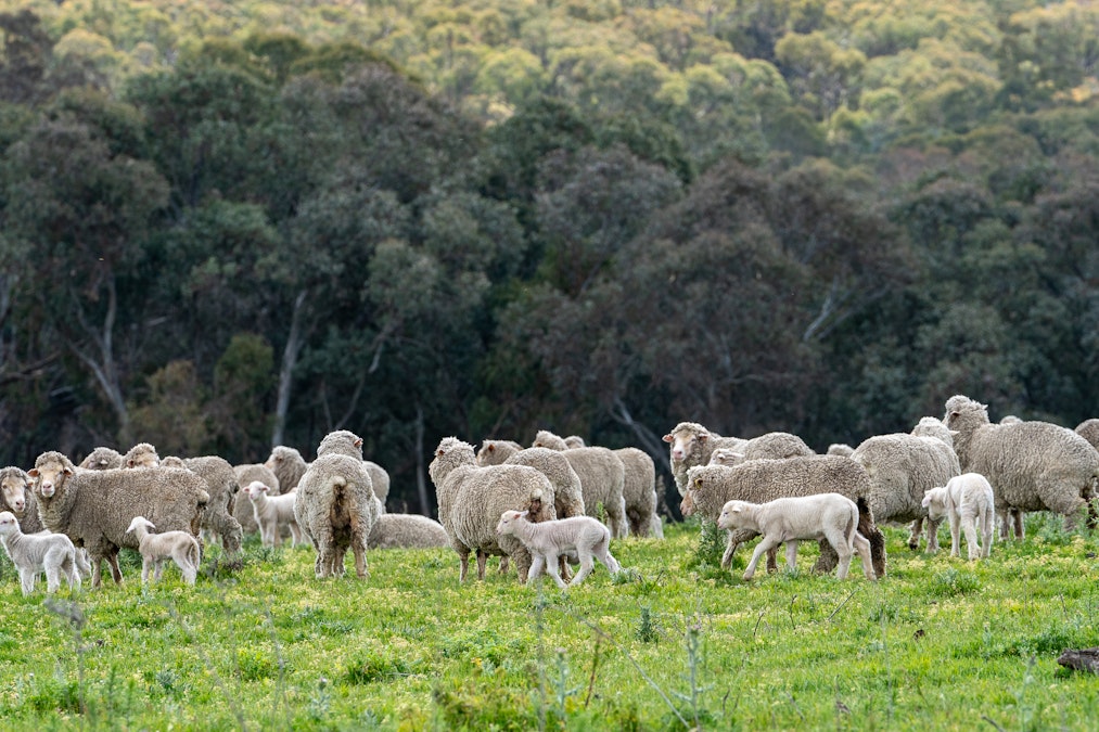 'Old Woman's Creek' 1820 Quartpot Road, Roseberg, NSW, 2793 - Image 5