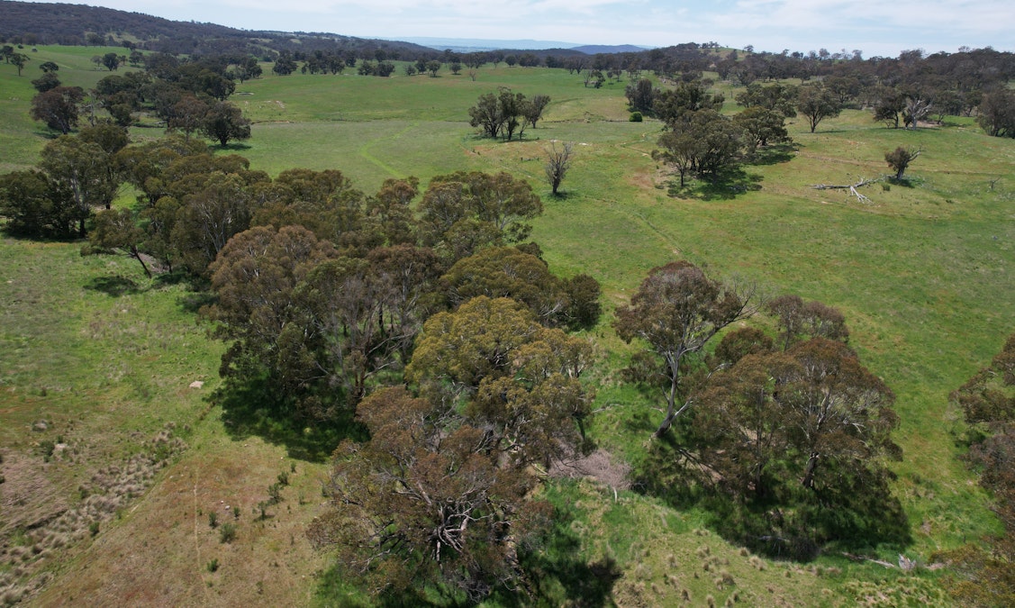 195 Burges Road, Caloola, NSW, 2795 - Image 13