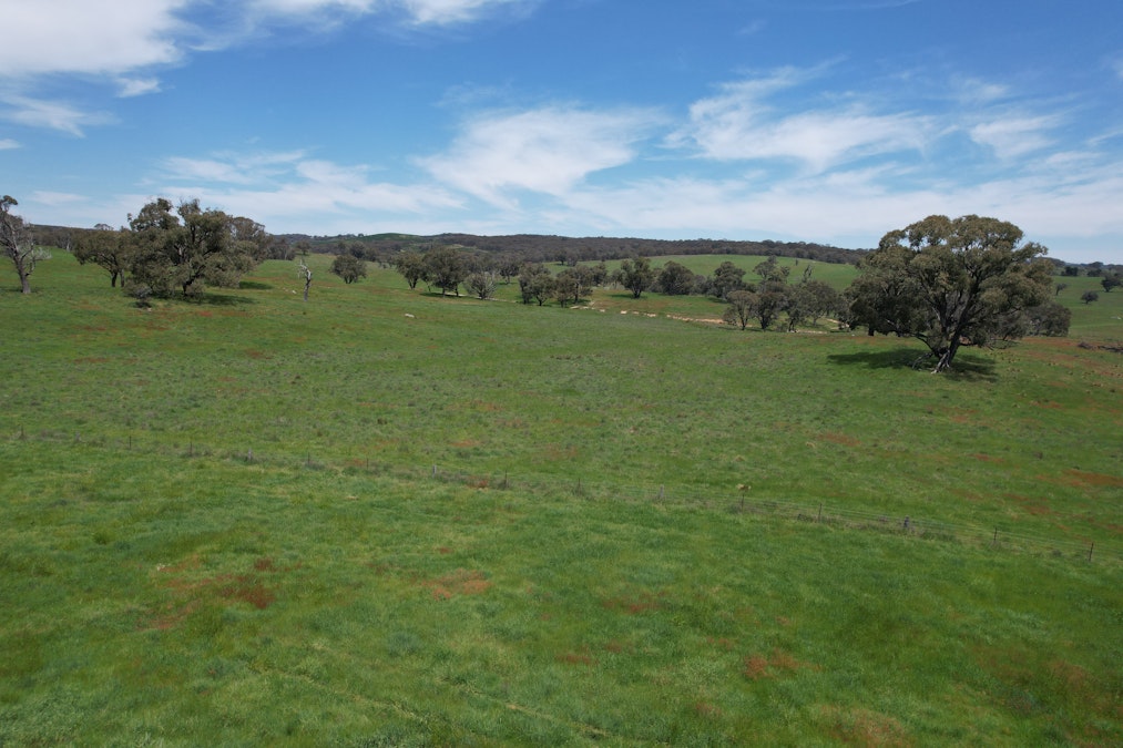 195 Burges Road, Caloola, NSW, 2795 - Image 8