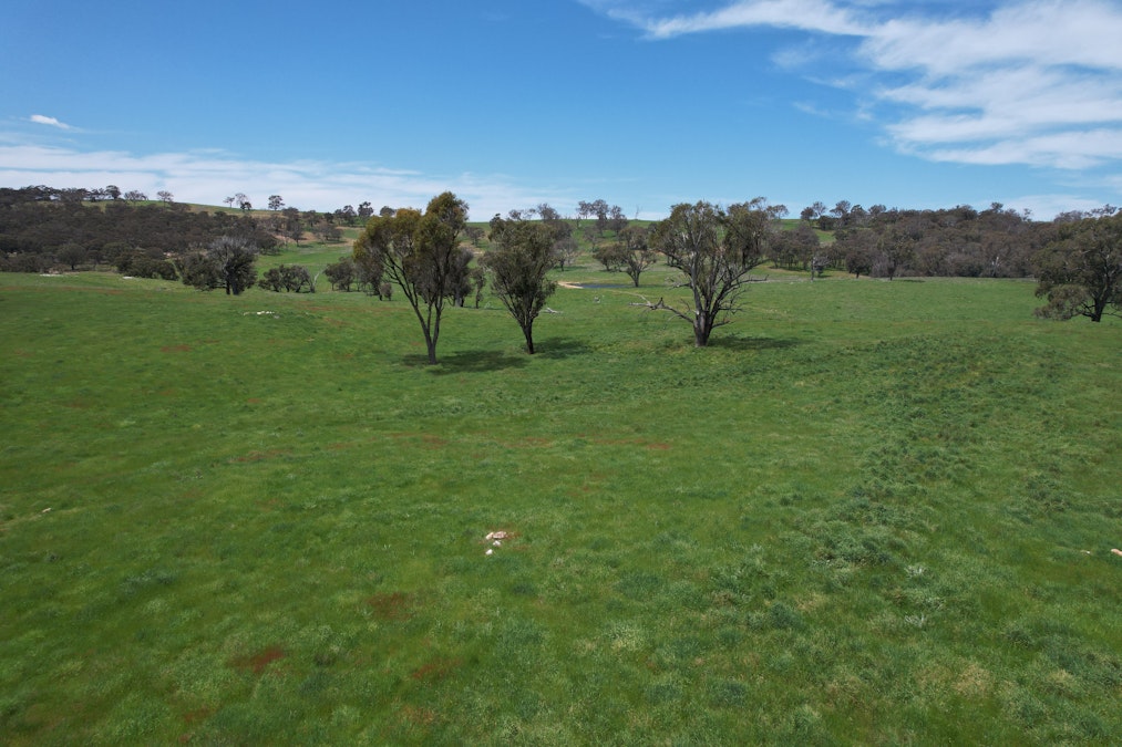 195 Burges Road, Caloola, NSW, 2795 - Image 3