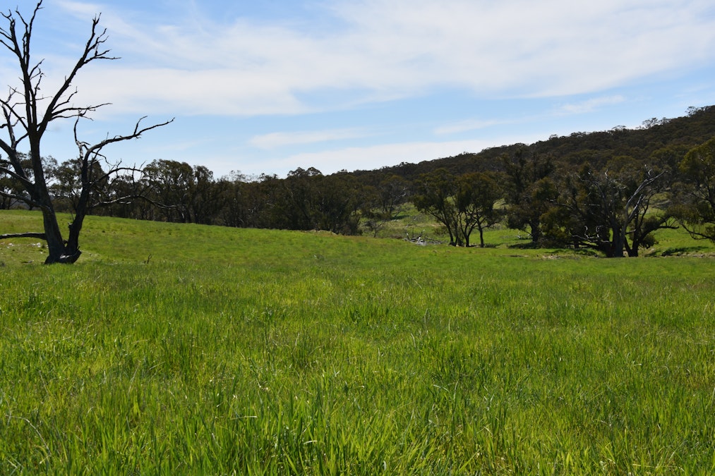 195 Burges Road, Caloola, NSW, 2795 - Image 10