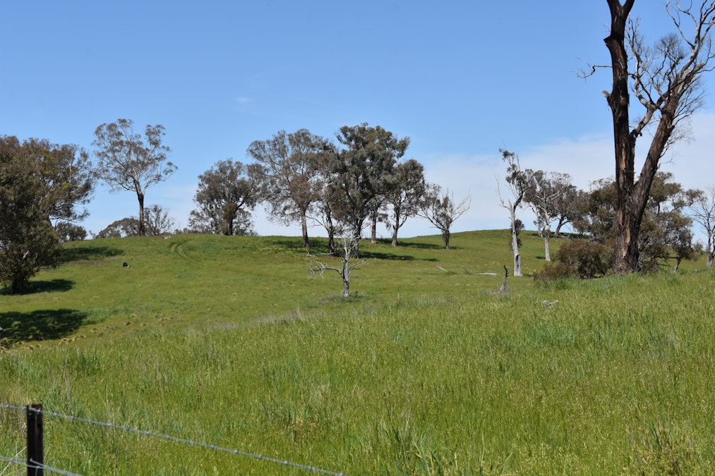 195 Burges Road, Caloola, NSW, 2795 - Image 21