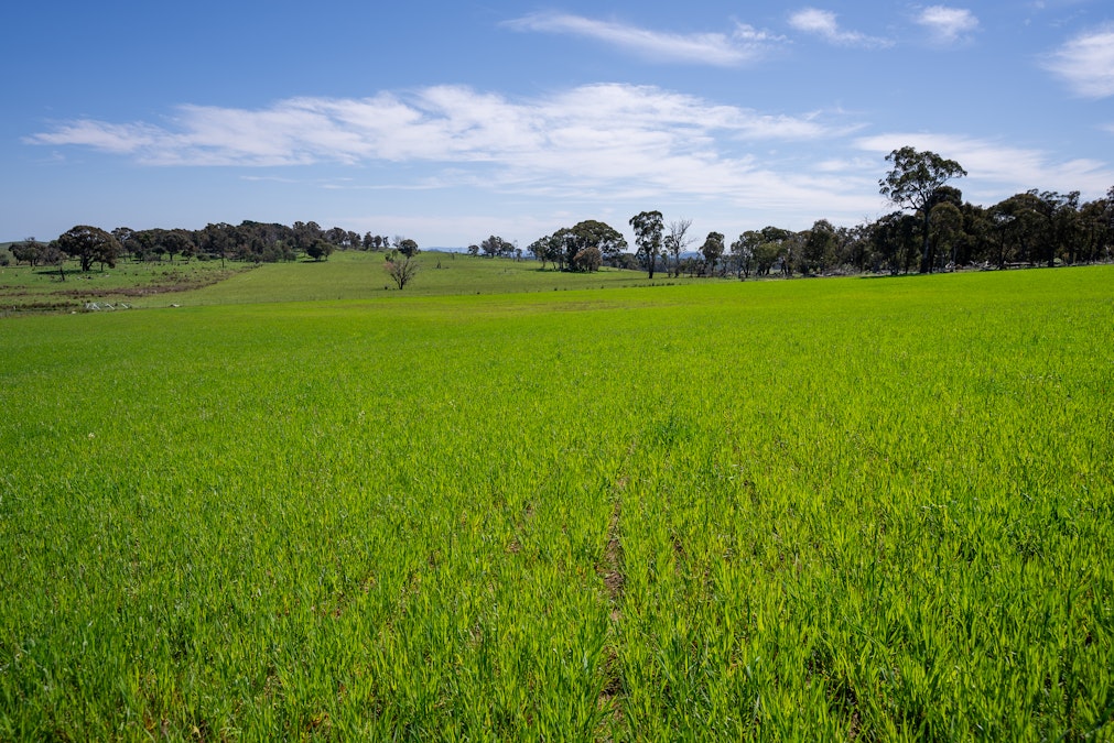 Part of 996 Dog Rocks Road, Black Springs, NSW, 2787 - Image 16