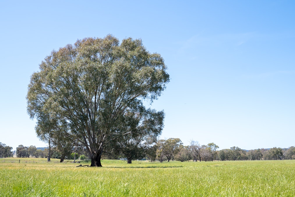 'Wharree' 5097 Olympic Hwy, Koorawatha, NSW, 2807 - Image 12