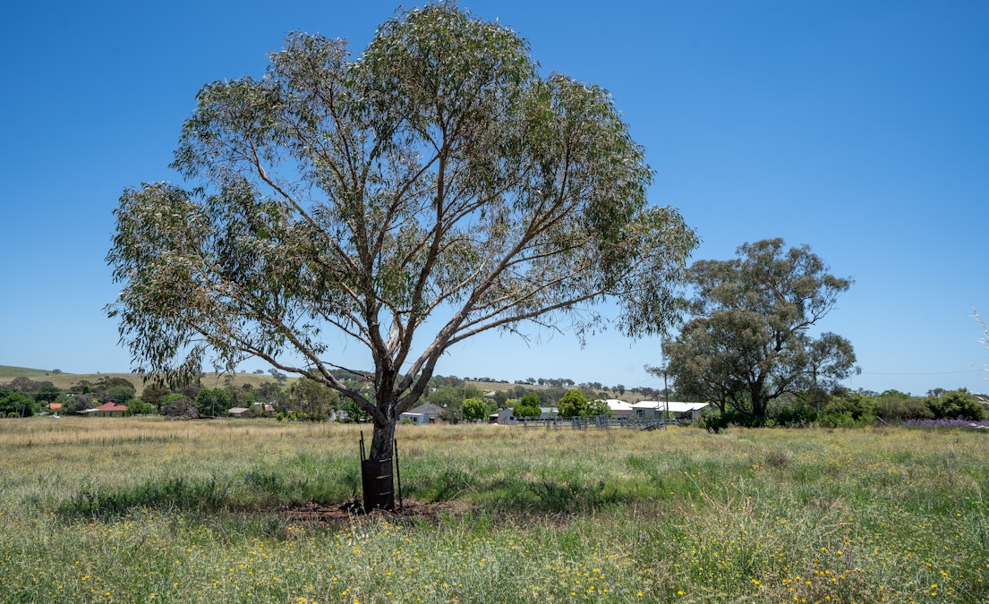 1325 Eurimbla Road, Cumnock, NSW, 2867 - Image 8