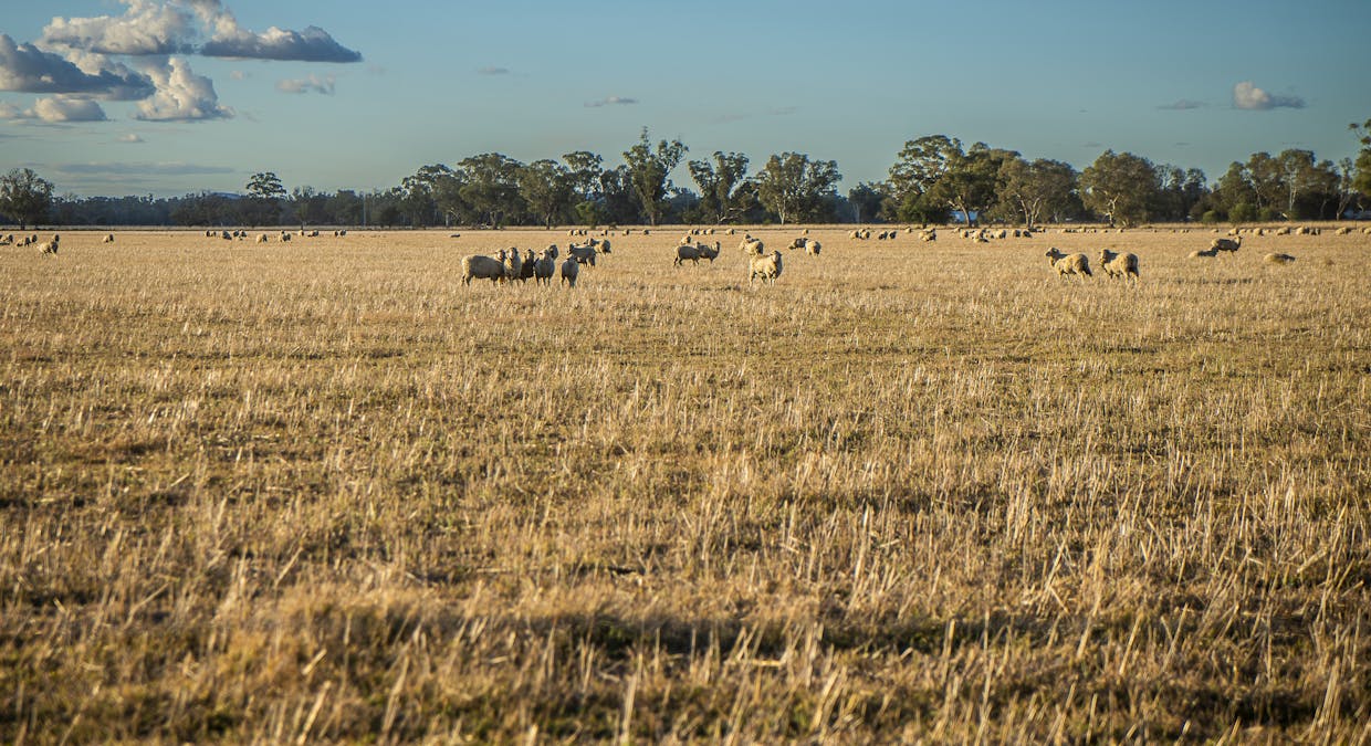 125 North Condobolin Road, Bedgerebong, NSW, 2871 - Image 11