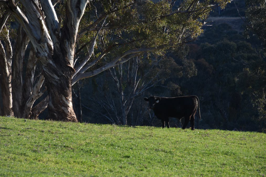 394 Range Hills Road, Bathurst, NSW, 2795 - Image 13