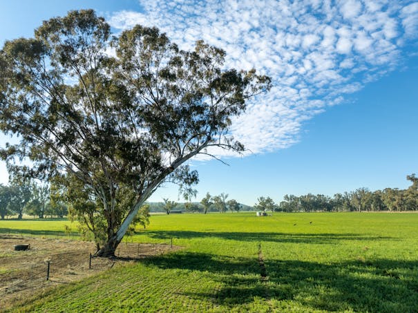 2594 Bedgerabong Road, Forbes, NSW, 2871 - Image 1