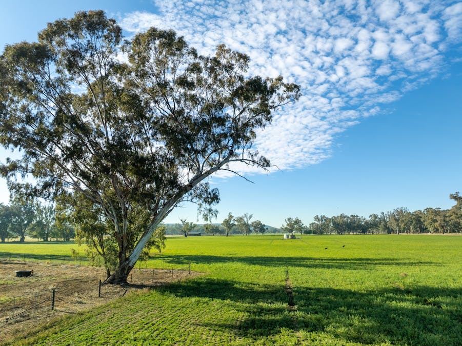 2594 Bedgerabong Road, Forbes, NSW, 2871 - Image 1