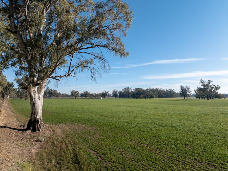 2594 Bedgerabong Road, Forbes, NSW, 2871 - Image 6